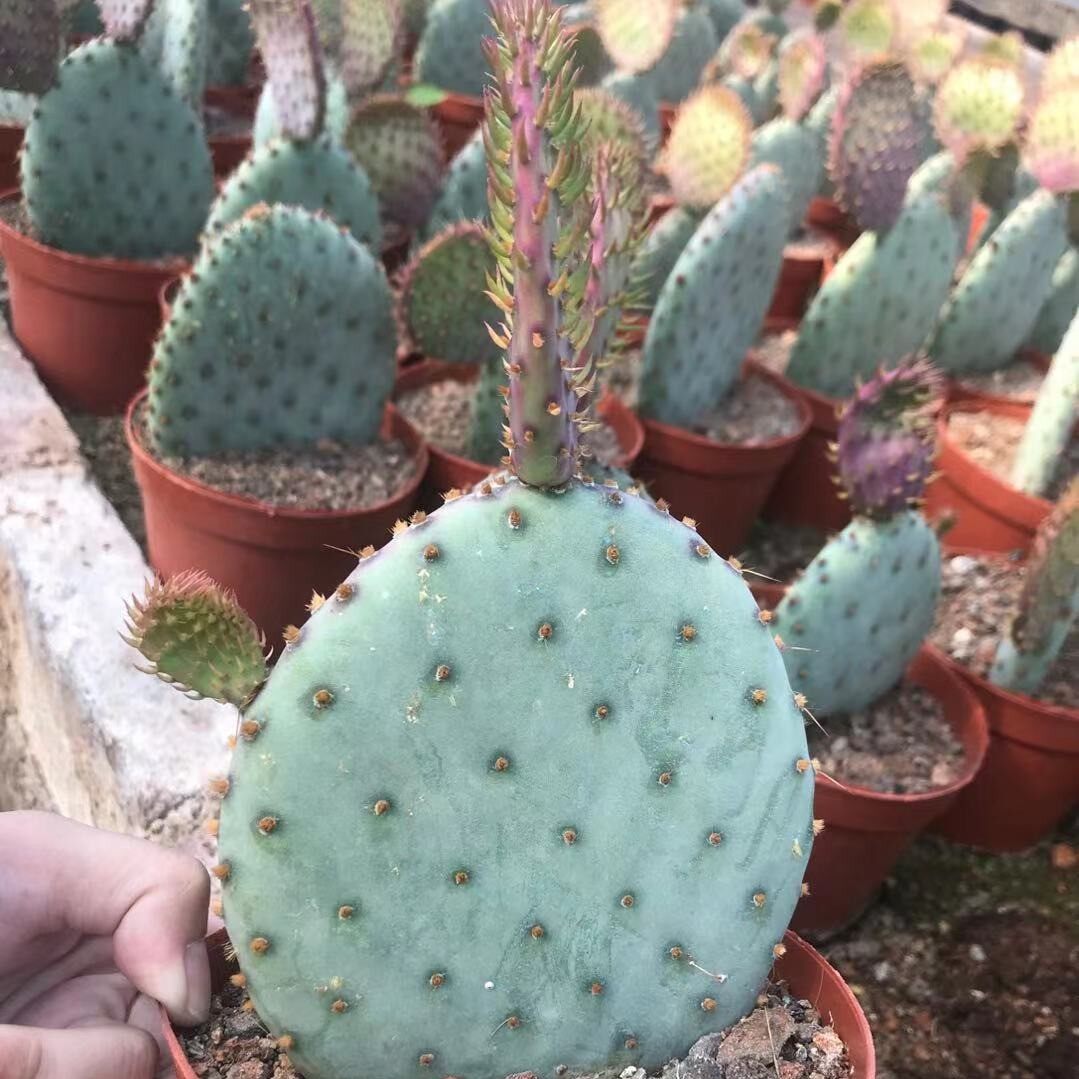 圣丽塔仙人掌仙人球开花团扇片