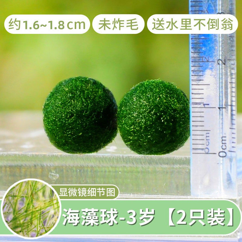海藻微景观生态瓶室内鱼缸创意莫马里桌面水培水生迷你植物球球藻