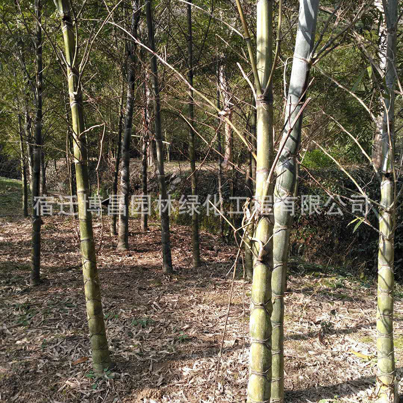 竹龟甲苗批发园林竹子植物工程绿化庭院景观龟背竹佛肚竹罗汉竹