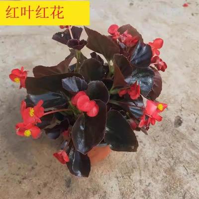 海棠花四季小叶红花开花海棠四季盆栽花卉花期长花卉室内新款