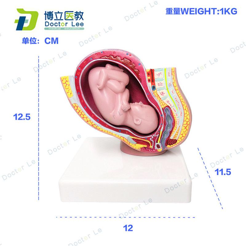 热销普及版女性盆腔附足月胎儿模型妊娠发育月九个胎儿子宫生殖模