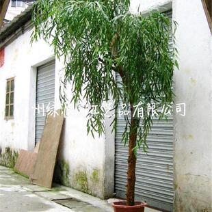 热销仿真展厅室内装饰柳树青叶垂柳造型逼真柳树酒店商场装饰仿真