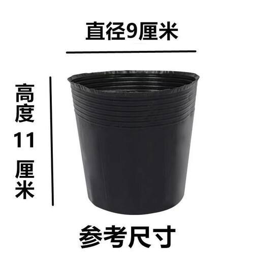 营养杯育苗杯一次性大号营养袋育苗袋黑色播种植塑料育苗盆营养钵