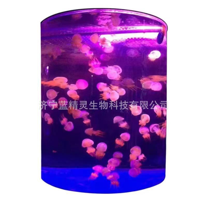 圆柱水母缸 临展水母缸 上滤水母缸 小型水母缸水族箱 水母亚克力