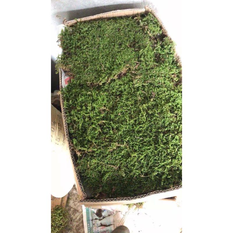 鲜活野生新鲜白发草皮苔藓短绒大灰藓园林植物花园造景微景观材料
