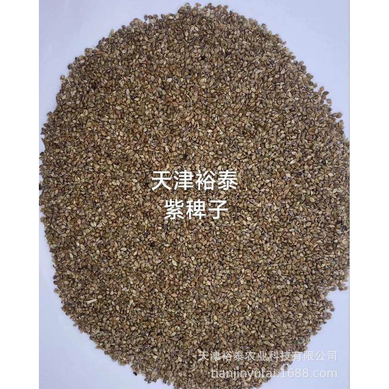 紫稗子草籽酒酿酒粮鸟食,宠物/宠物食品及用品,鸟食,淘宝优惠券,粉丝福利购,淘宝优惠卷