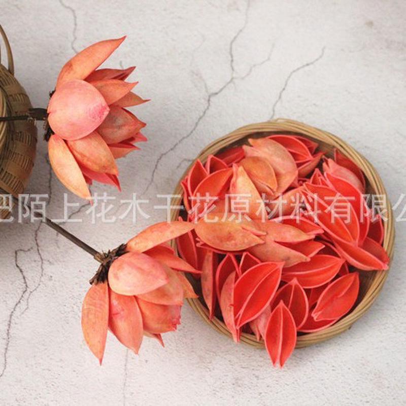小梧桐壳天然干花原材料木莲花梧桐果泡桐果手工拈花材料批发