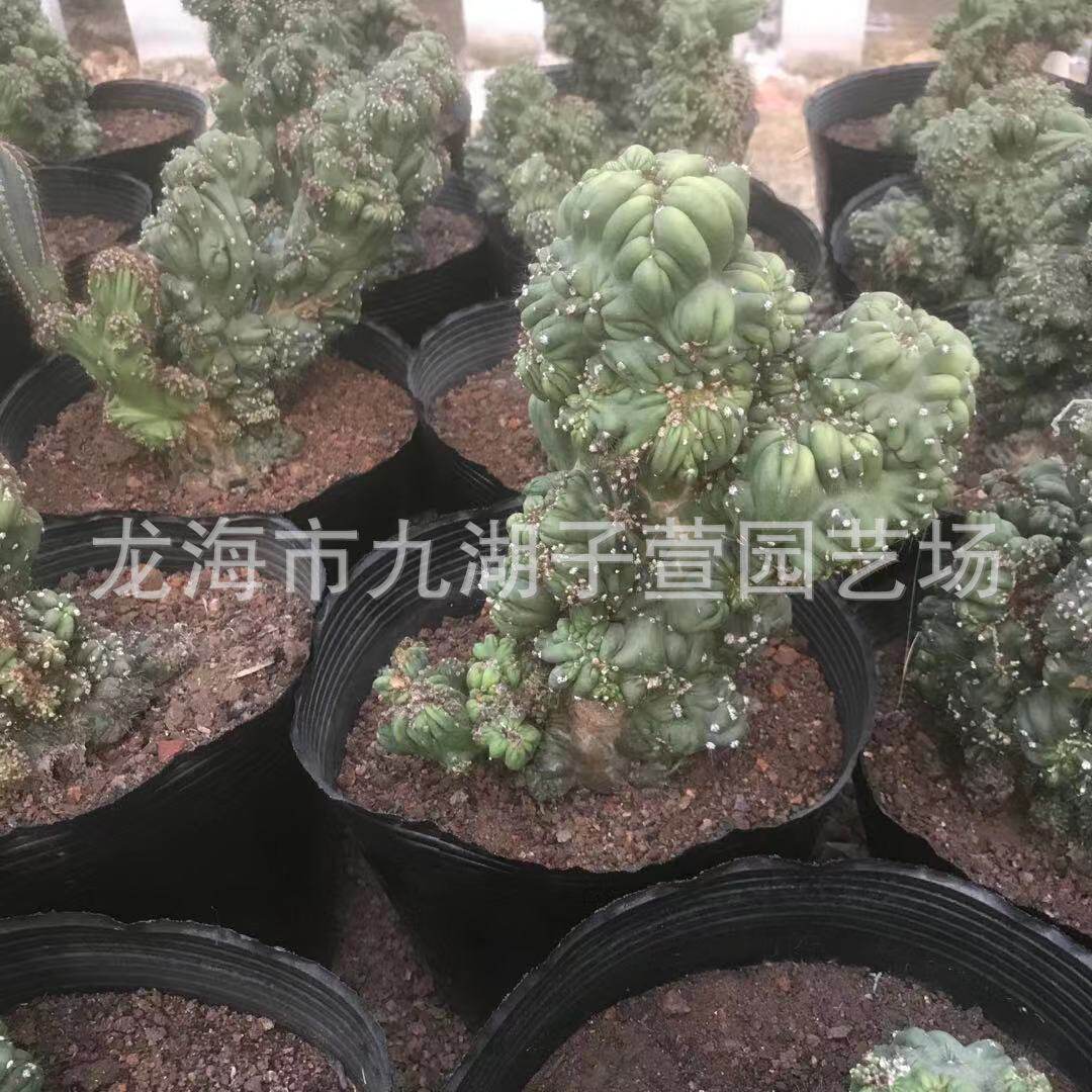 罗汉山影云射仙人掌盆栽多肉植物客厅庭院防护太湖
