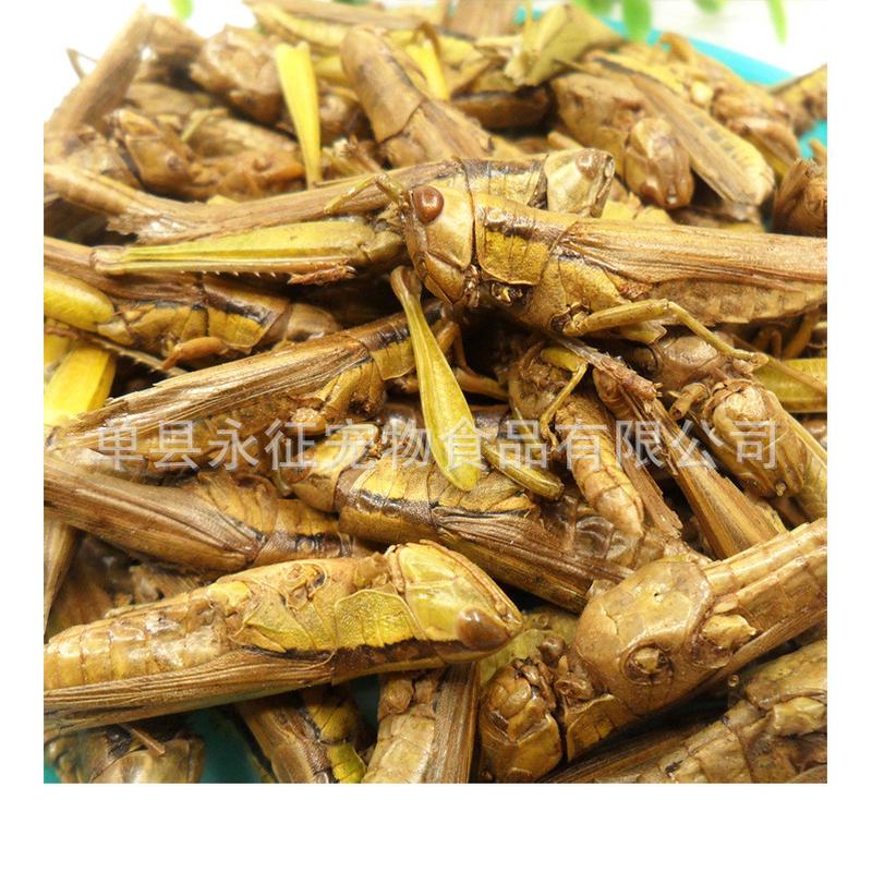 永征厂家直销真空冻干稻蝗蚂蚱鸟龙鱼观赏鱼饲料干龟粮饲料