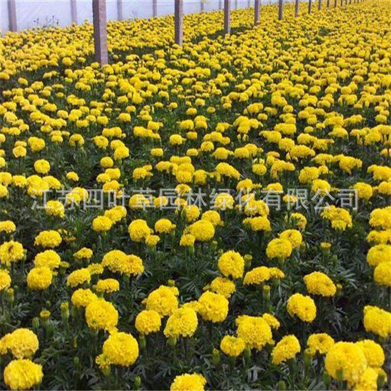 四叶草园林草各类供应花种籽优质万寿菊花籽花卉种籽量大优惠