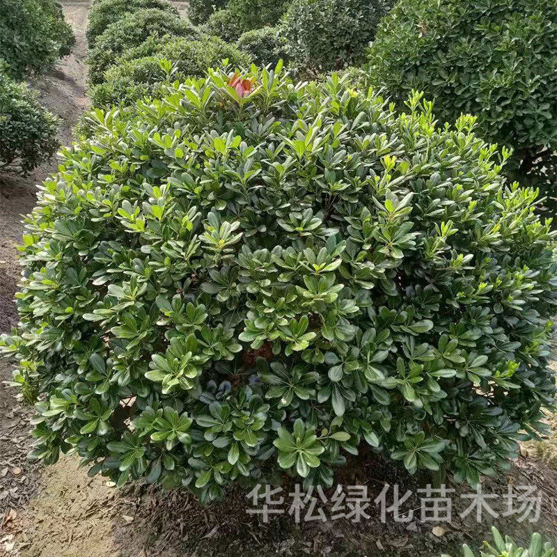 海桐球批发庭院别墅绿化工程苗木四季常青易芳香气味活好养海桐球
