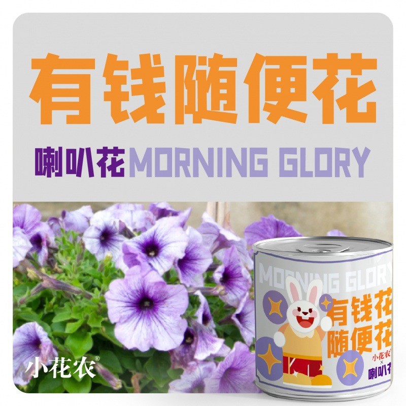 网红款祝福绿植盆栽厂家批发小花农种植摆件幼儿园小学种植盆栽