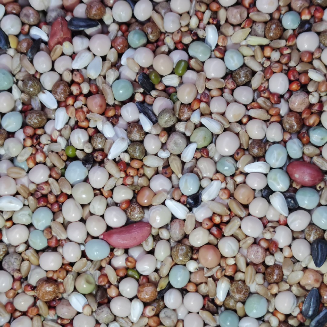 鸽粮50斤包邮a级无玉米幼鸽一品鸽鸽赛鸽肉鸽鸽子饲料鸿料鸽子粮