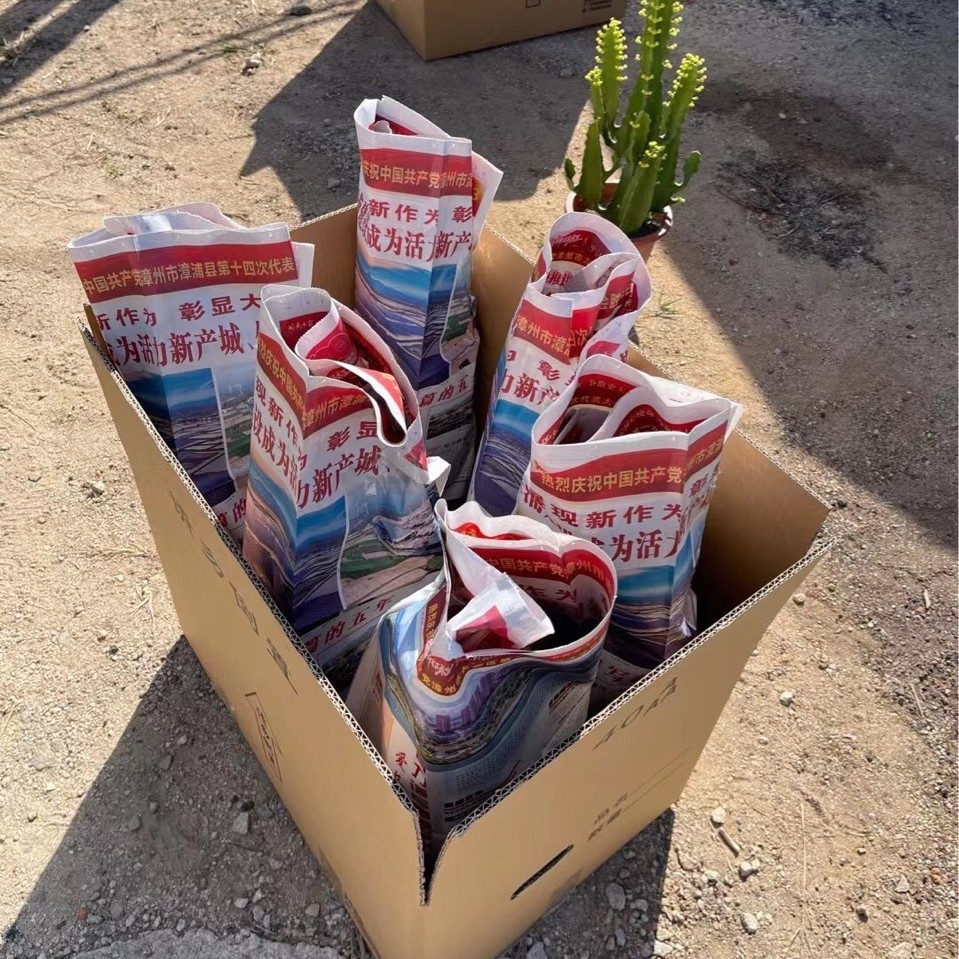 仙人掌盆盆栽多肉植物大戟科三角造型沙生植物景观大戟仙人球批发