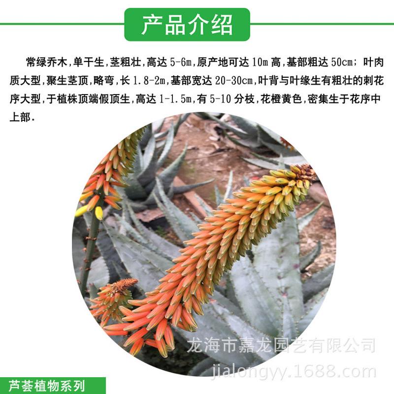 宽度70公分鬼切芦荟盆栽鬼切植物沙生丸山地芦荟沙生大型植物