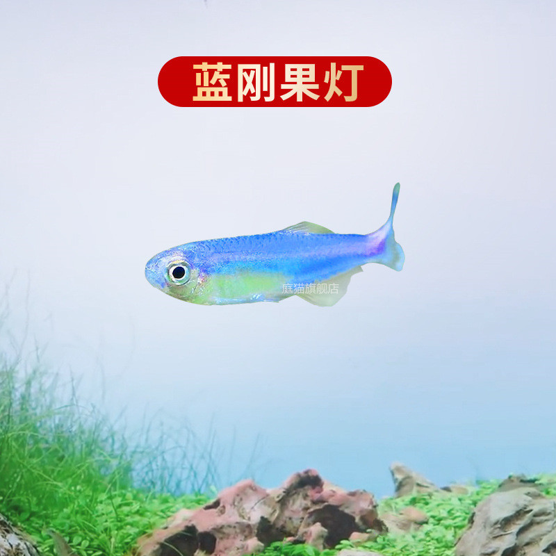 群游宠物鱼灯鱼大号红绿灯鱼好养草缸水族馆观赏鱼小型淡水热带鱼