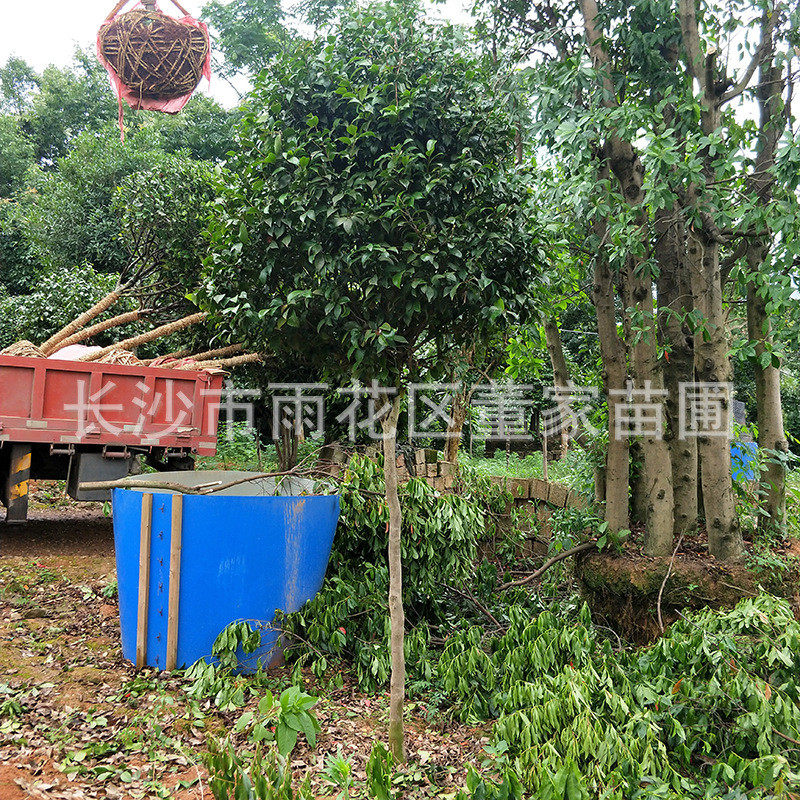 直供7-8公分高杆茶花树重品种七星茶花树瓣好属性好