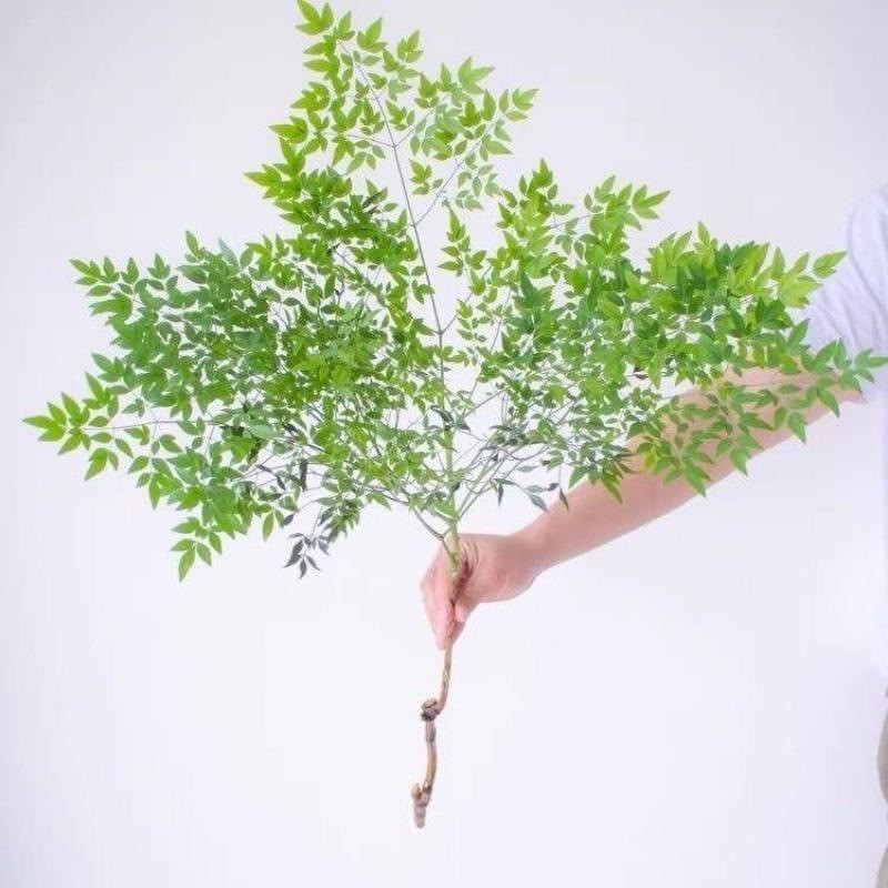 南天竹水培植物水养盆栽桌面鲜枝枝吊钟马醉木平替绿植客厅书徐萍