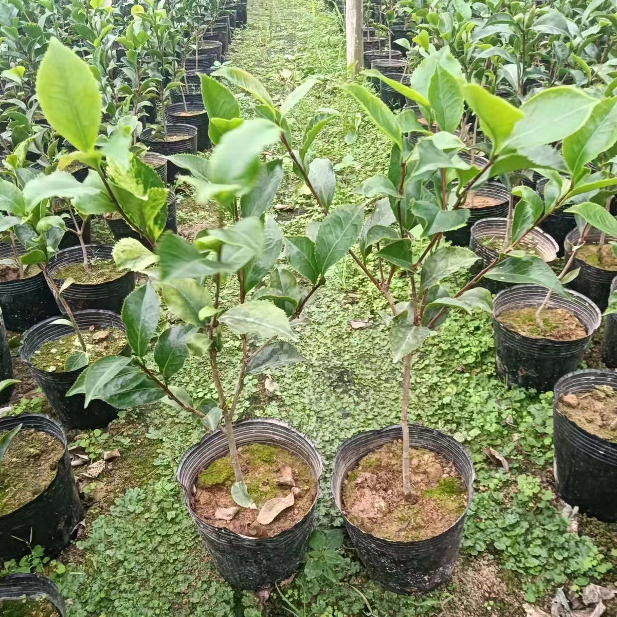 原生盆栽三四产地高黑魔法茶花黑红色花农十公分批发