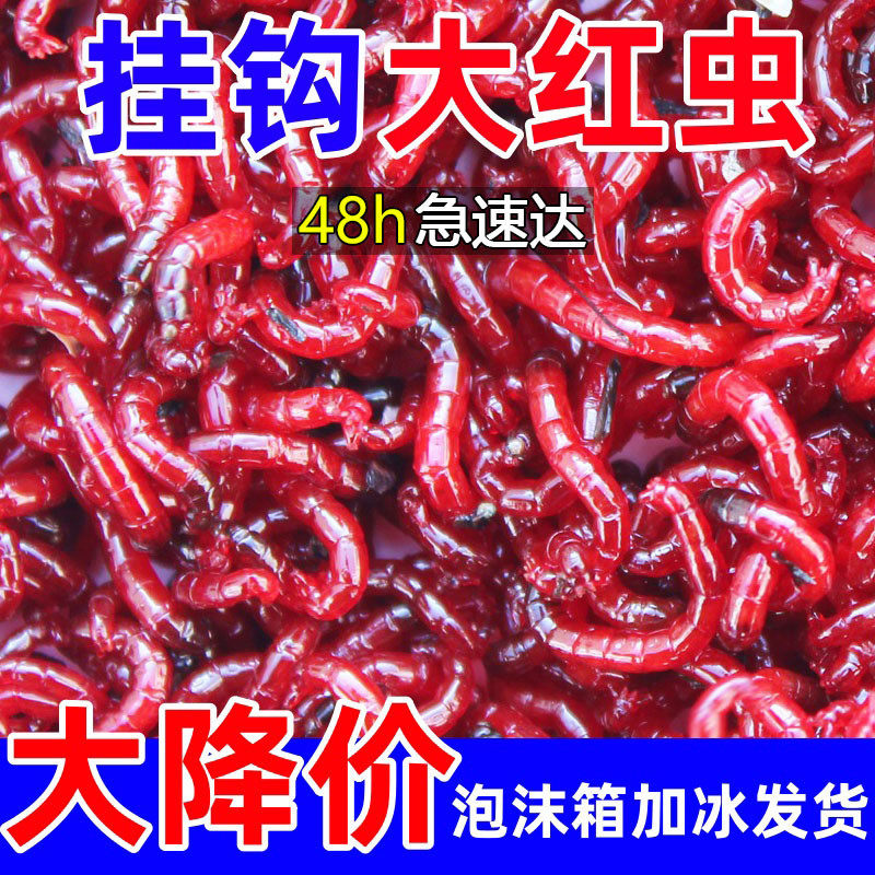 红虫红虫活饵特大号挂钩鲜活批发鱼饵料喂鱼活饵红虫