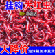 鲜活红虫特大号挂钩红虫活饵批发鱼饵料喂鱼活饵红虫