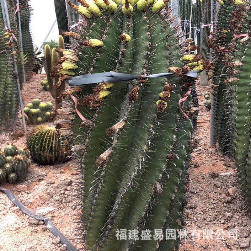 睡布袋新天地仙人银叶青衣柱双头大凤龙吉祥冠锦柱白角麒麟巨鹫玉