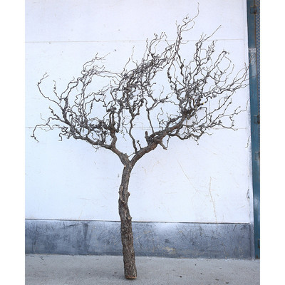 龙造景干枝写意软装橱窗花艺大型枣树摆件陈设新中式手感枯枝