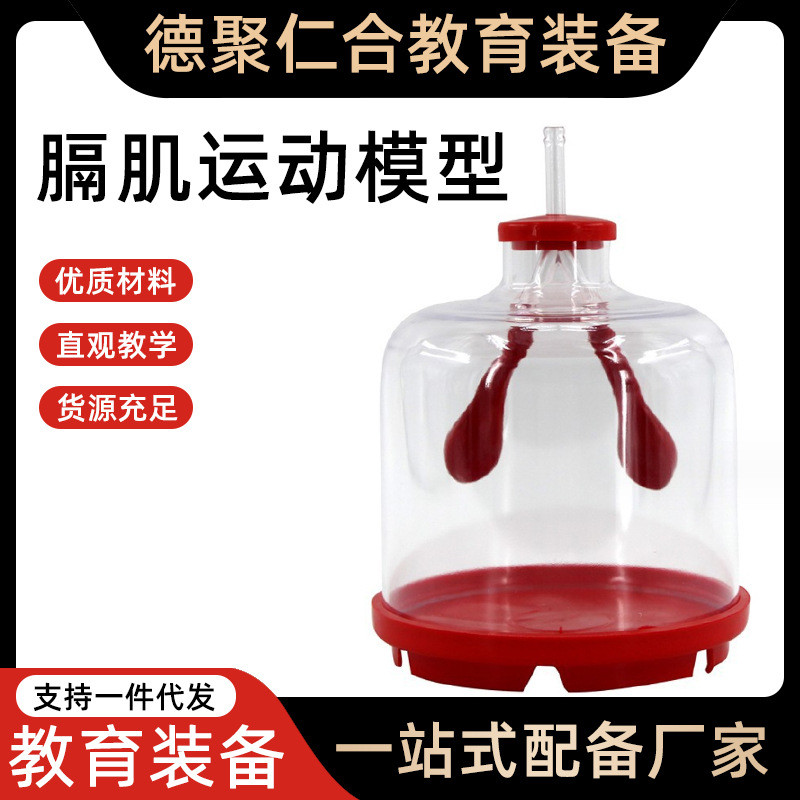 肺呼吸模型膈肌运动模拟人体肺气体交换演示器中考实验生物教具