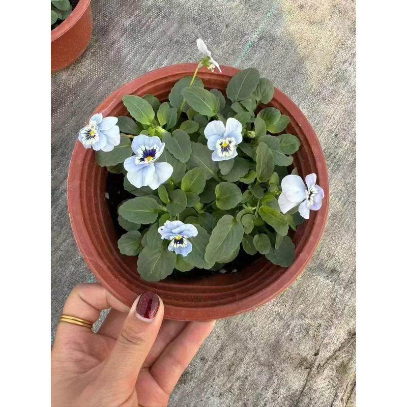 大花三色堇冬季耐寒草绿化脸花三色堇花苗盆栽地栽花猫苗多色包邮