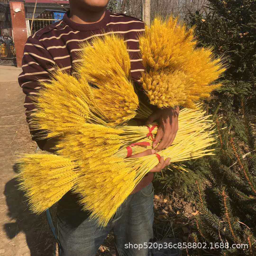 现货供应干花麦穗染料金黄染色剂颜料金黄干花金黄色粉,工业油品/胶粘/化学/实验室用品,染料,淘宝优惠券,粉丝福利购,淘宝优惠卷