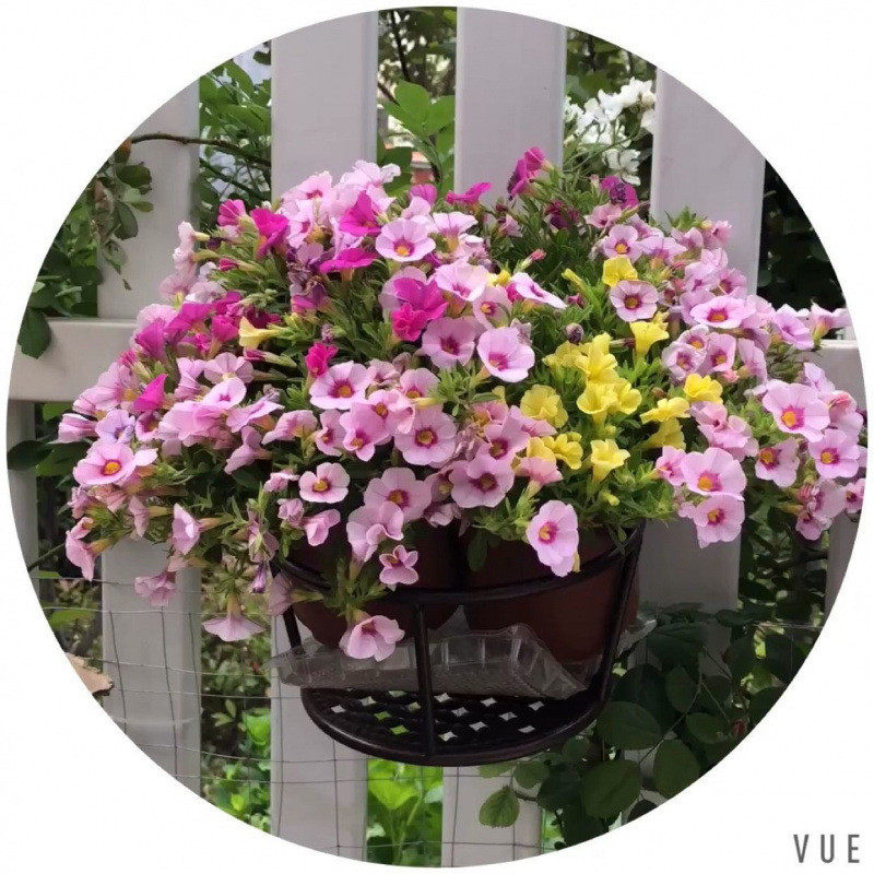 花架挂式悬挂欧式铁艺悬挂式花盆阳台栏杆防护挂钩花盆栽绿萝窗户