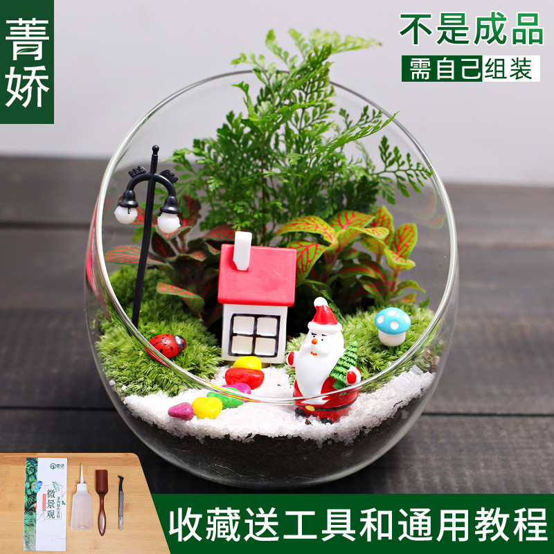 12cm切口瓶生态苔藓微景观diy材料小盆栽桌面迷你绿植物花卉包