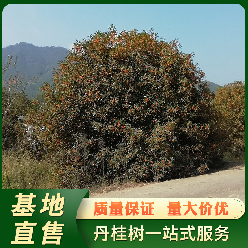 基地直售浦城丹桂10公分园林桂花树四季常青绿化乔木批发装车