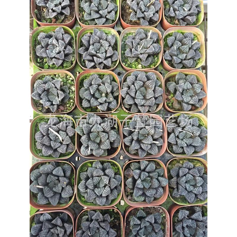 观赏性栽培盆景绿色植物景观十二卷属百鸟白鸟万象趣味绿植盆栽