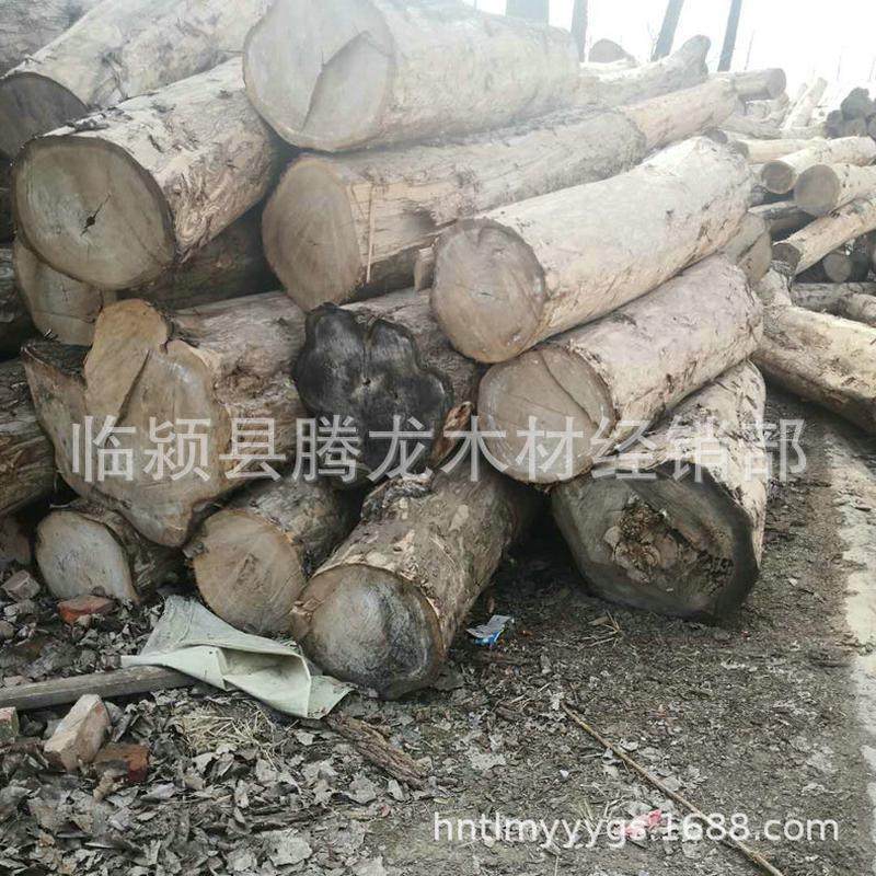 百年榆木原木收购厂家长期加工烘干老榆木板材定制实木家具拼板