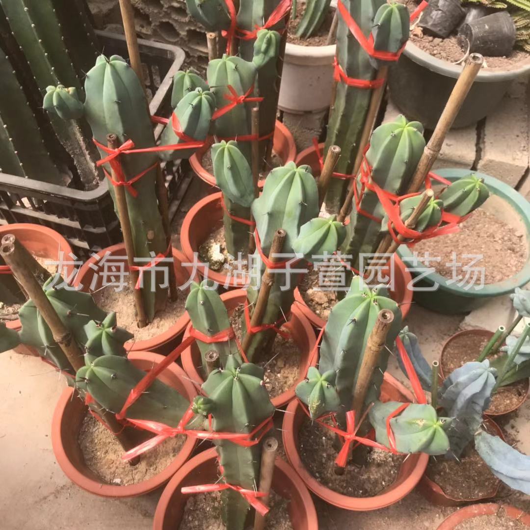 20-30cm植物双测芽龙神木仙人球仙人掌多肉植物沙生带批发