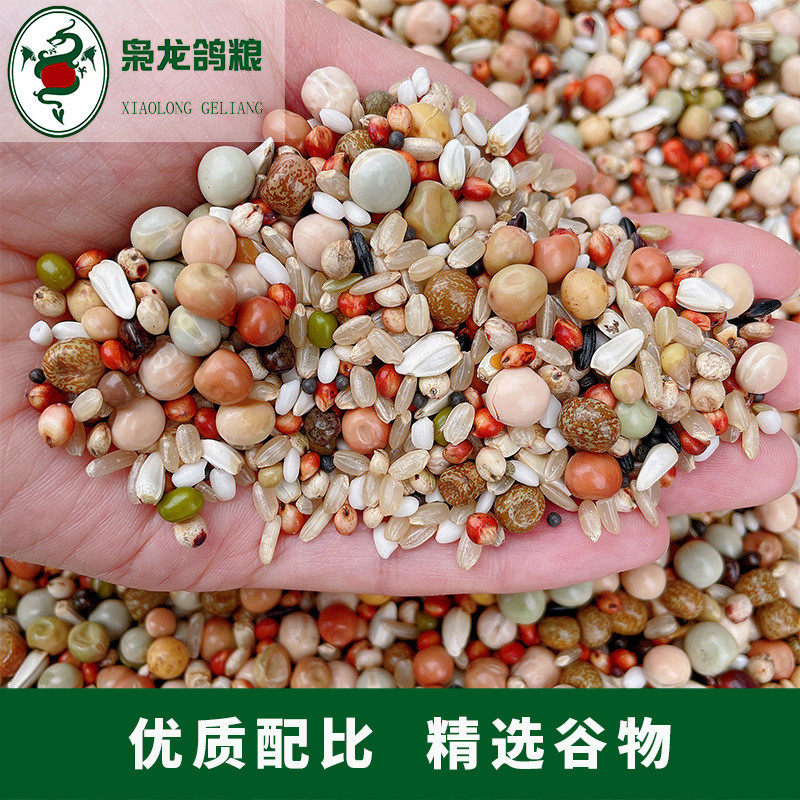 枭龙幼鸽无花生无小麦鸽粮批发鸽子食浙江沪皖包邮
