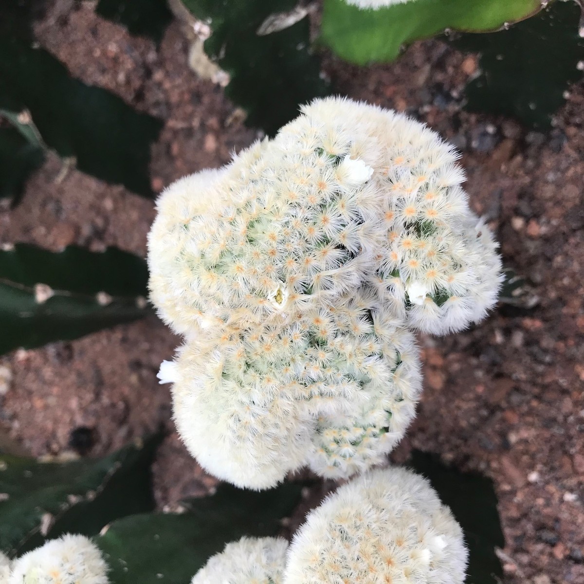 自根嘉文丸缀化仙人球植物绿植小盆栽仙人掌沙生多肉植物基地批发
