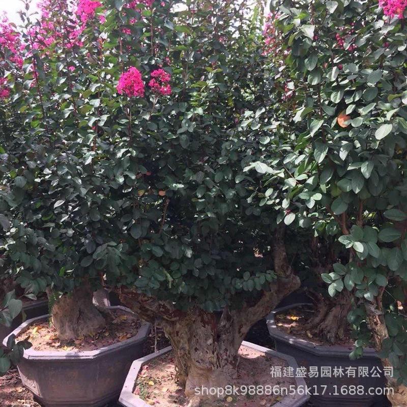 山东紫薇桩头安徽紫薇桩批发浙江紫薇树桩造型紫薇景桩价格