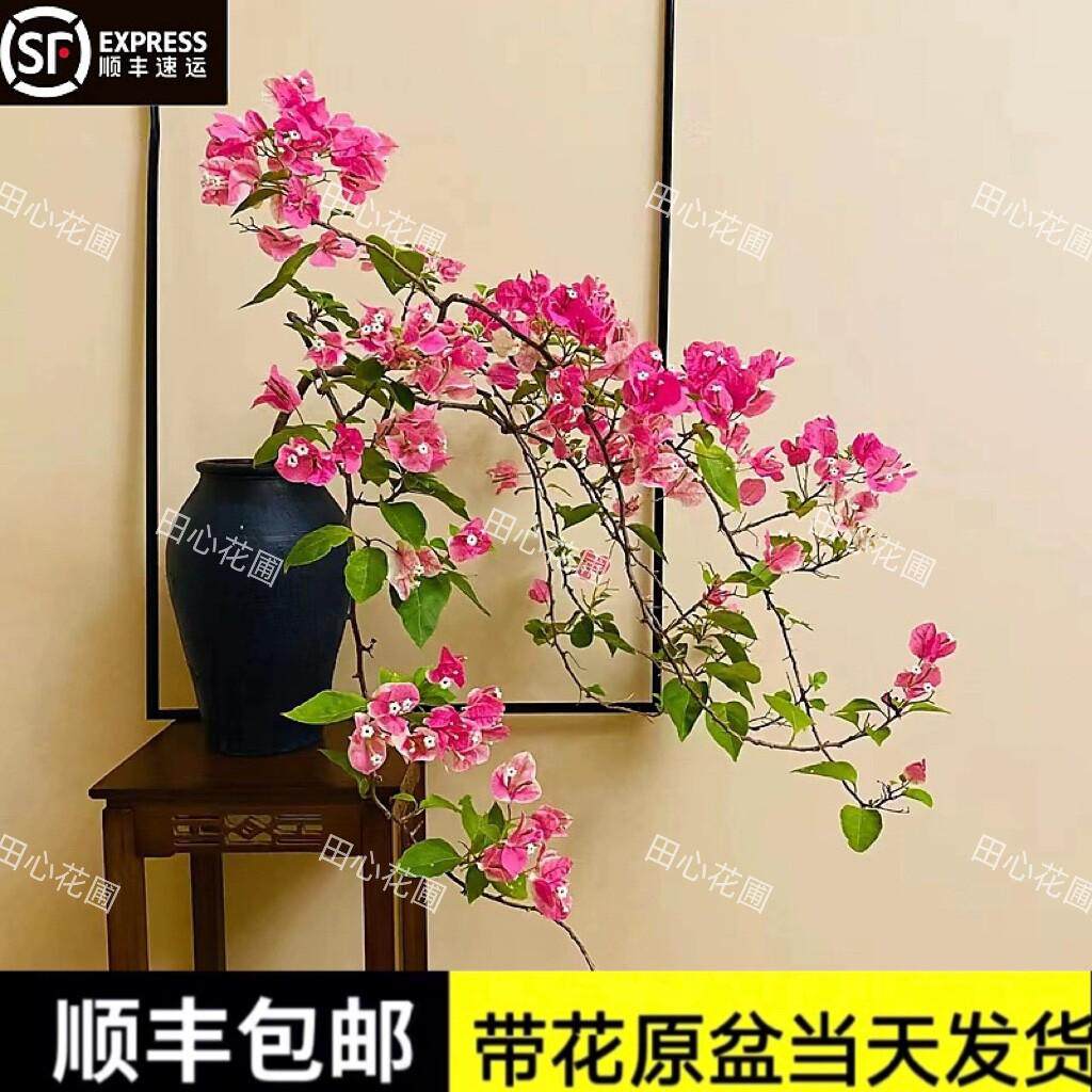 漳红樱三角梅百变红樱阳台庭院绿植景观带花发货四季开花爬藤,鲜花速递/花卉仿真/绿植园艺,绣球/木绣球/木本植物,淘宝优惠券,粉丝福利购,淘宝优惠卷