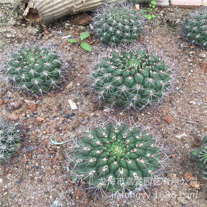 新天地仙人球裸生豹子头热带沙生植物多浆多肉植物实萼球属