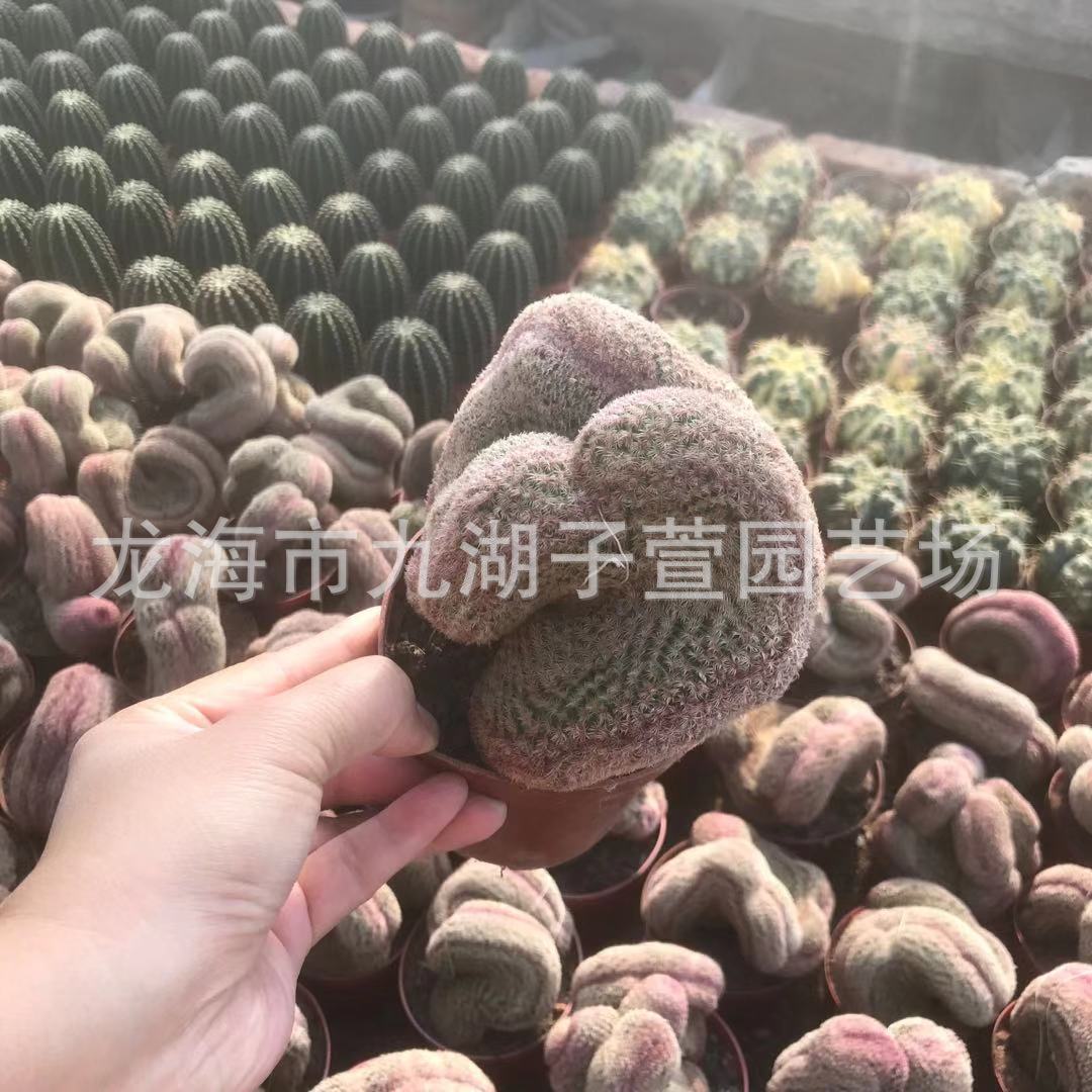 红太阳多肉植物仙人球红太阳绿植化室内美观缀仙人掌仙人柱盆栽