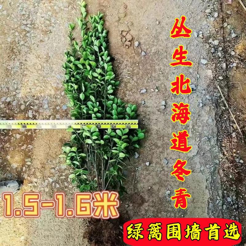 围栏墙篱笆植物大小叶北海道黄杨冬发国青苗四季常绿化树庭院耐寒