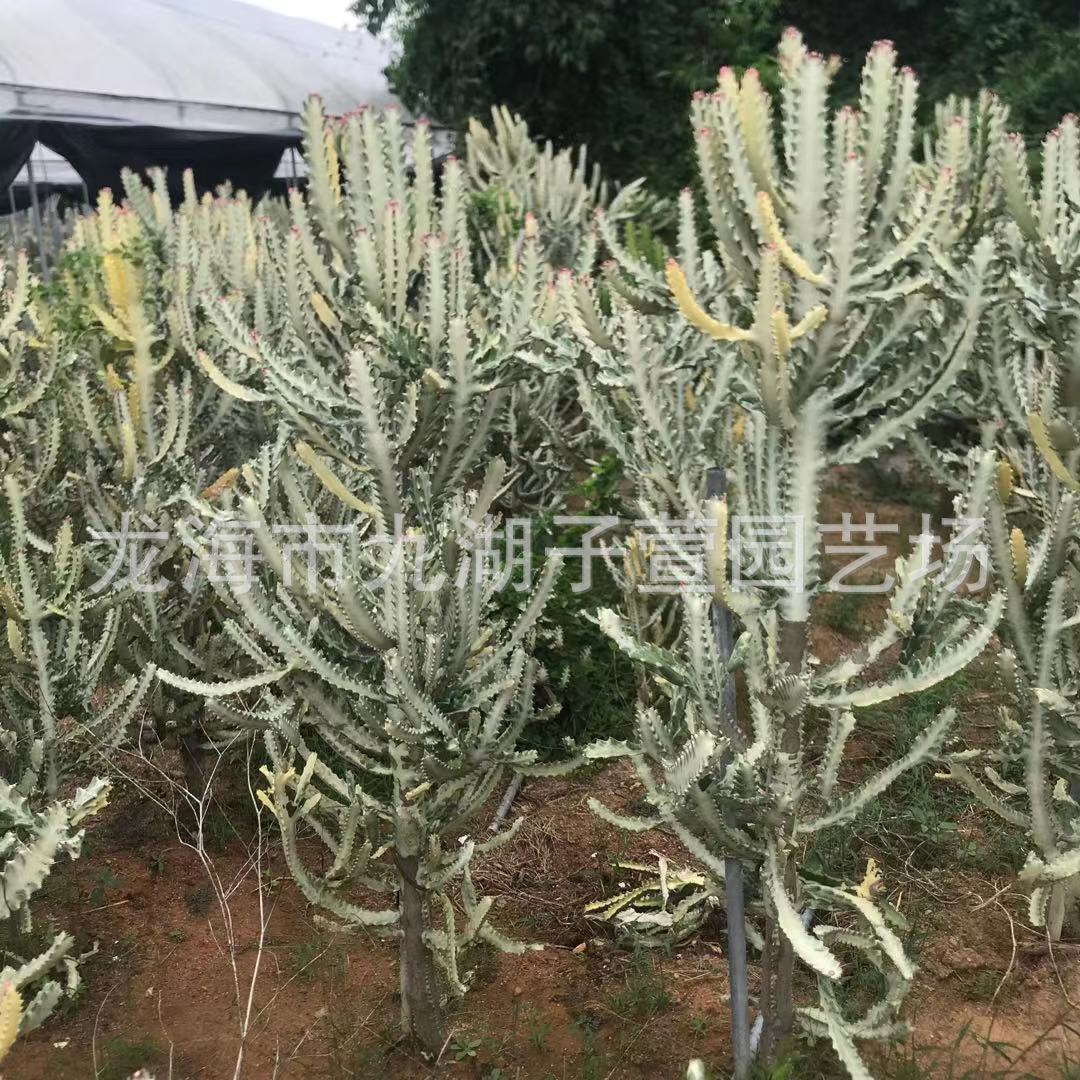 多肉植物骨锦仙人掌仙人球白龙仙人柱沙生景观植物群生基地批发