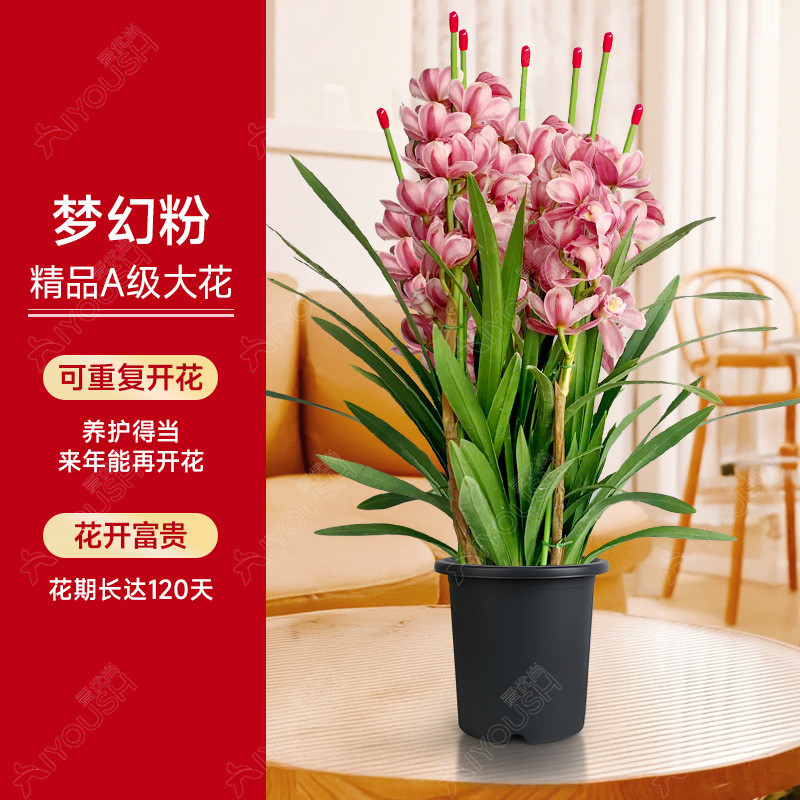 大花蕙兰盆栽直兰带花苞花剑客厅室内好养年宵花绿植喜庆花卉植物