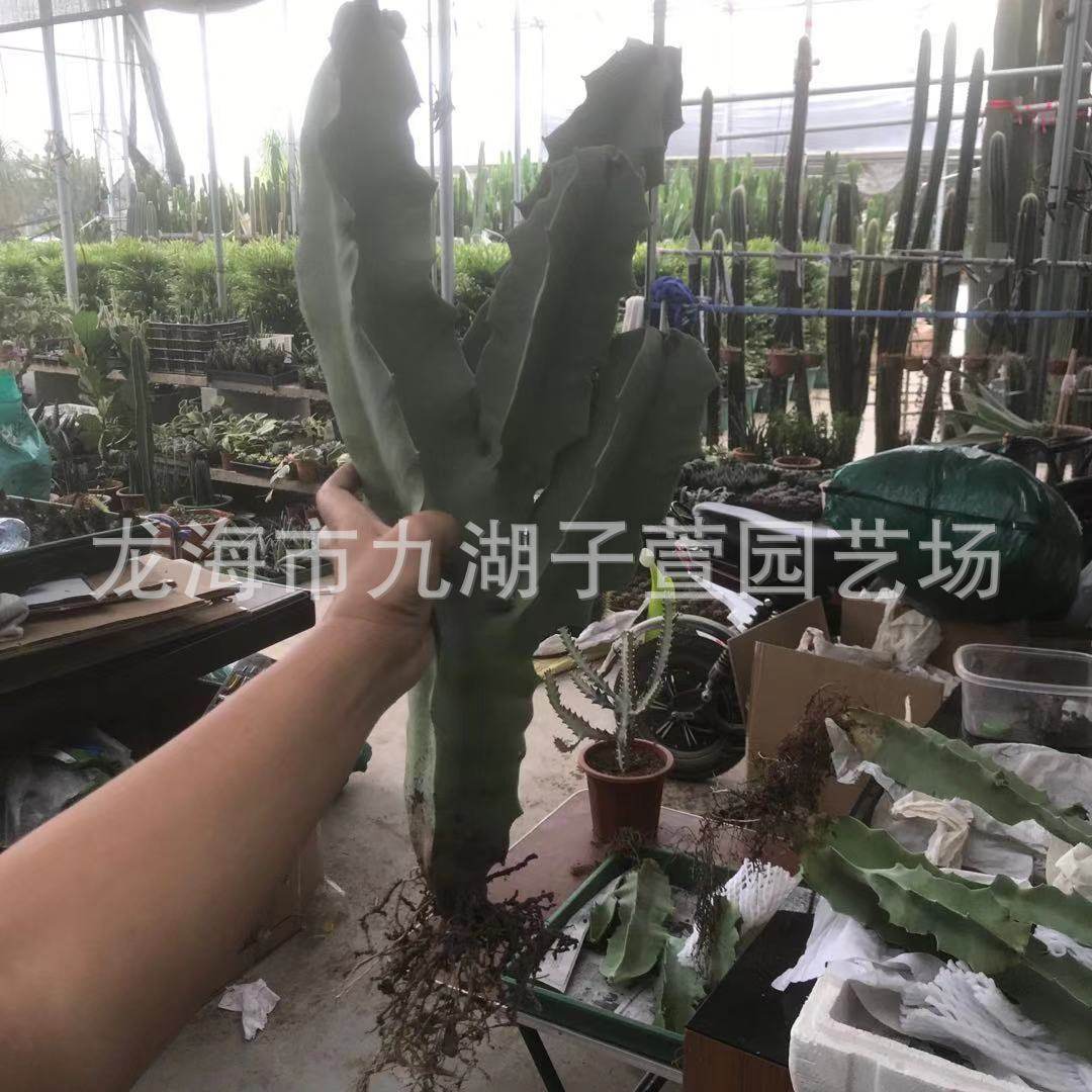 唐人景观孤独女王萝藦科仙人掌多肉植物棒造景盆栽景观沙生植物