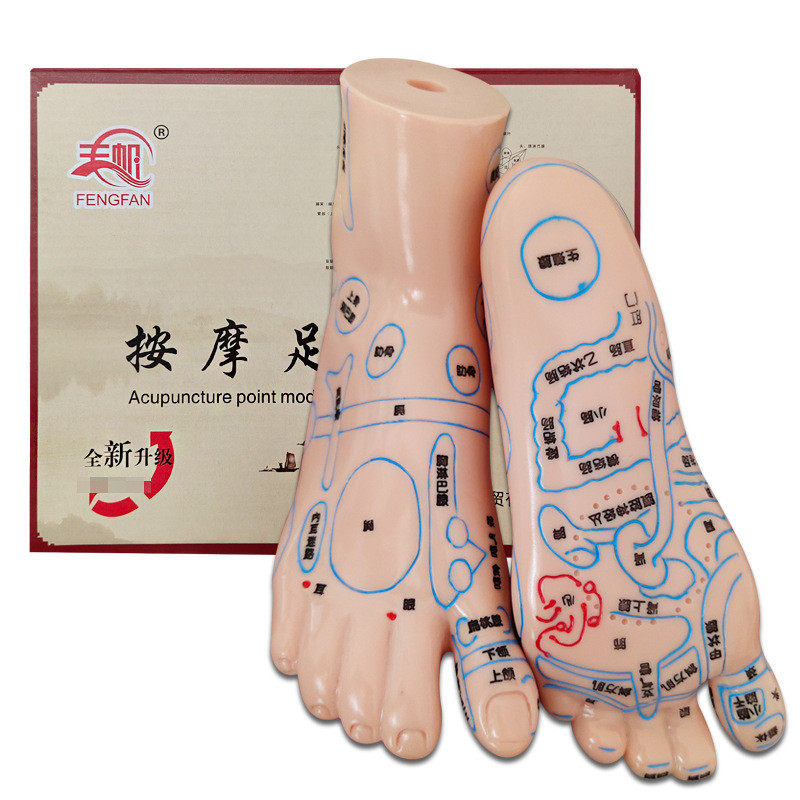 丰帆牌手位模型足穴位模型耳穴穴位模型手足耳模型反射区按摩磨具