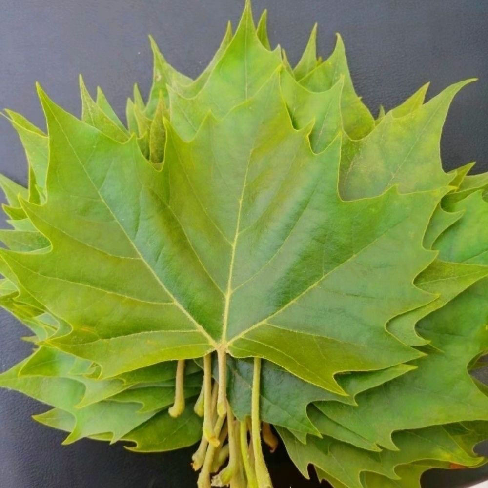 天然树叶梧桐叶叶子新鲜标本DIY枫叶拍摄道具幼儿园橱窗教学