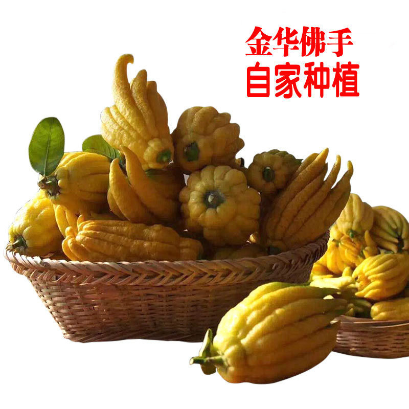现摘现发金华佛手果新鲜佛手柑把玩清贡观赏供佛闻香金华特产