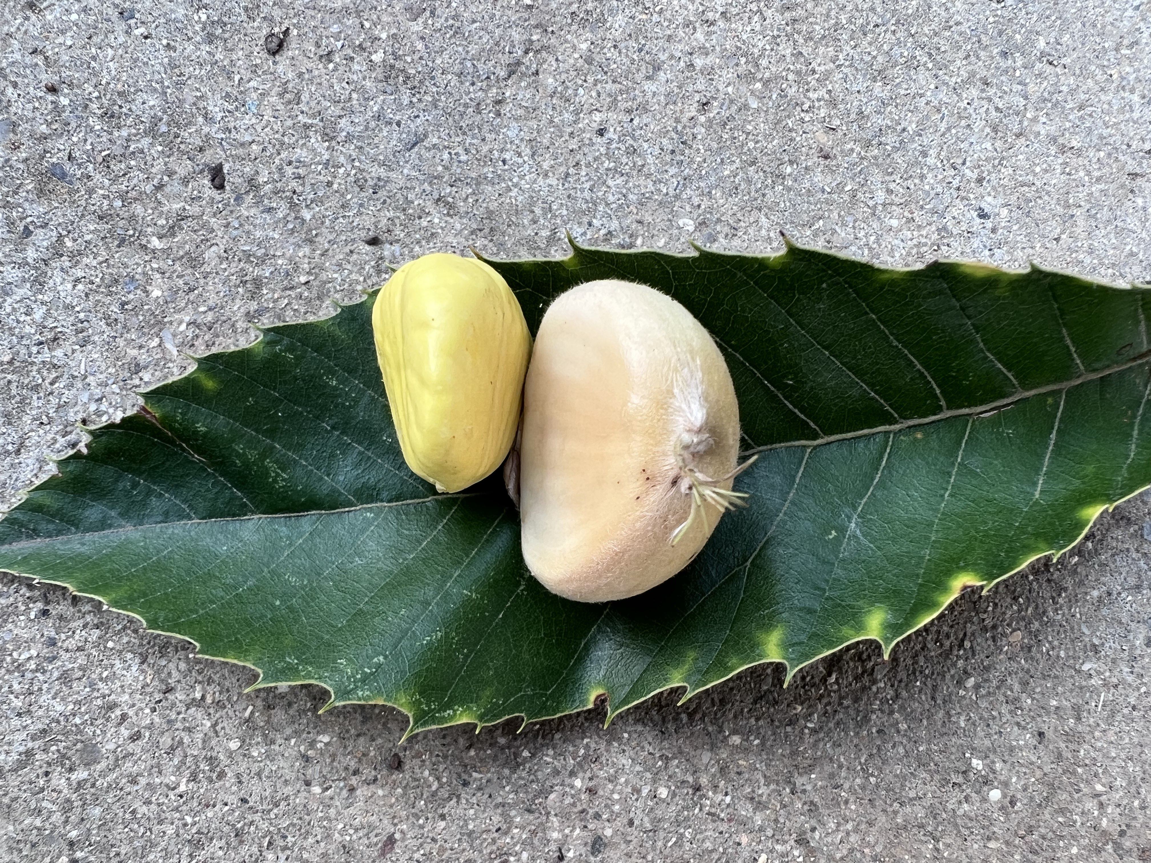 确山板栗 小油栗 青皮青仁嫩甜 非剥好的仁 现摘现剥 带青皮壳